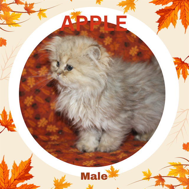 Chinchilla Blue Golden Persian kitten