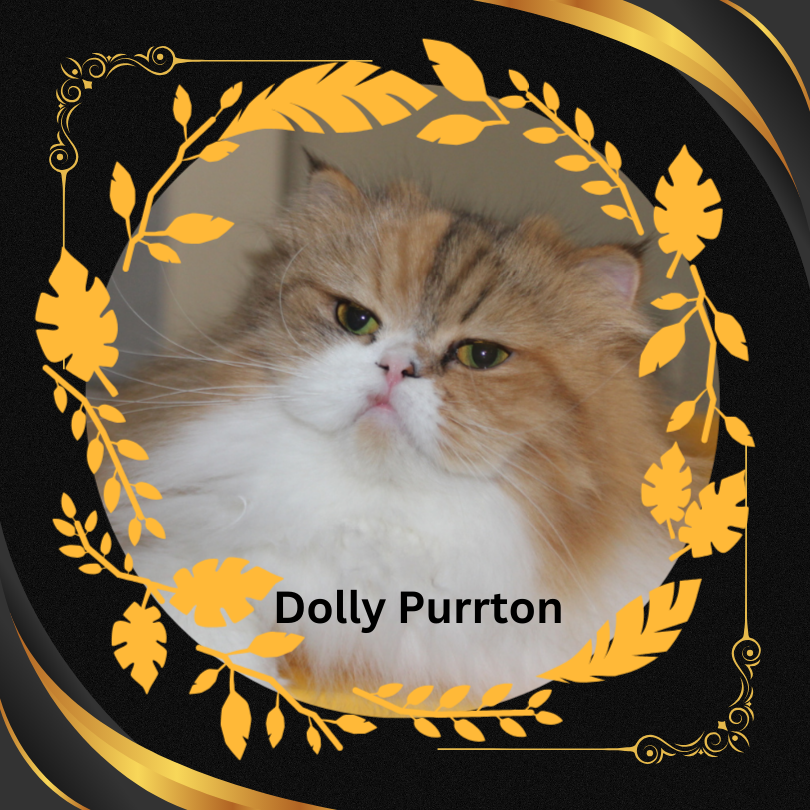 Calico Persian Cat