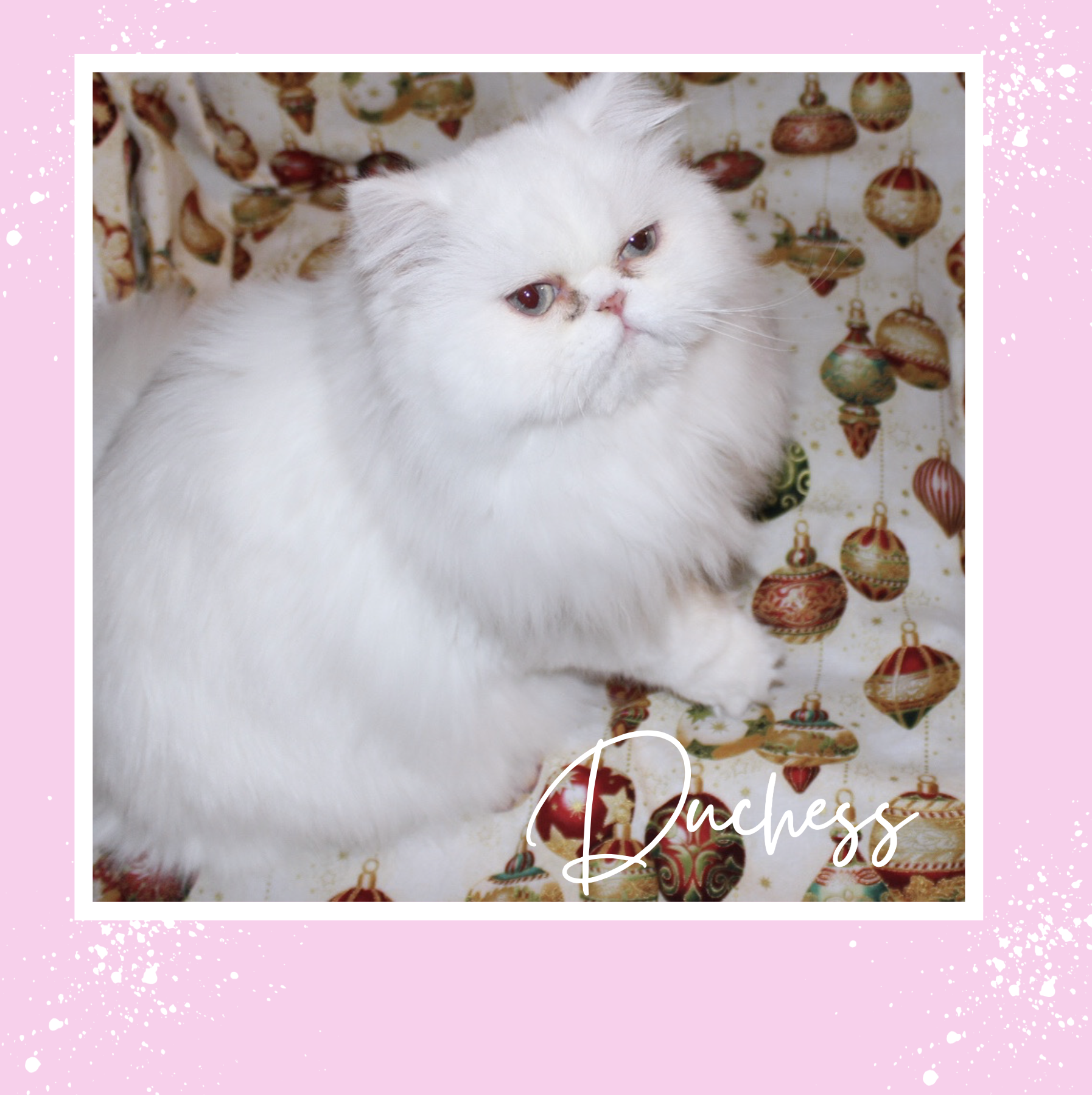 Lafrebella kittens sales