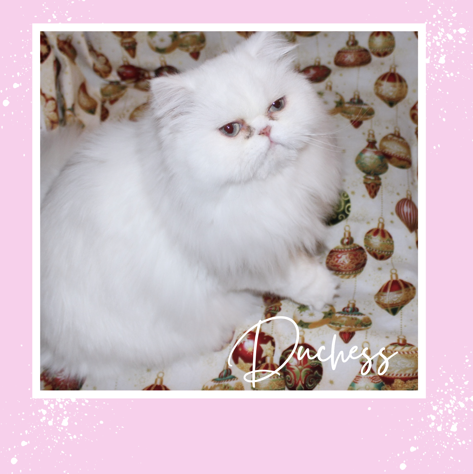 Shaded Golden Persian Cat