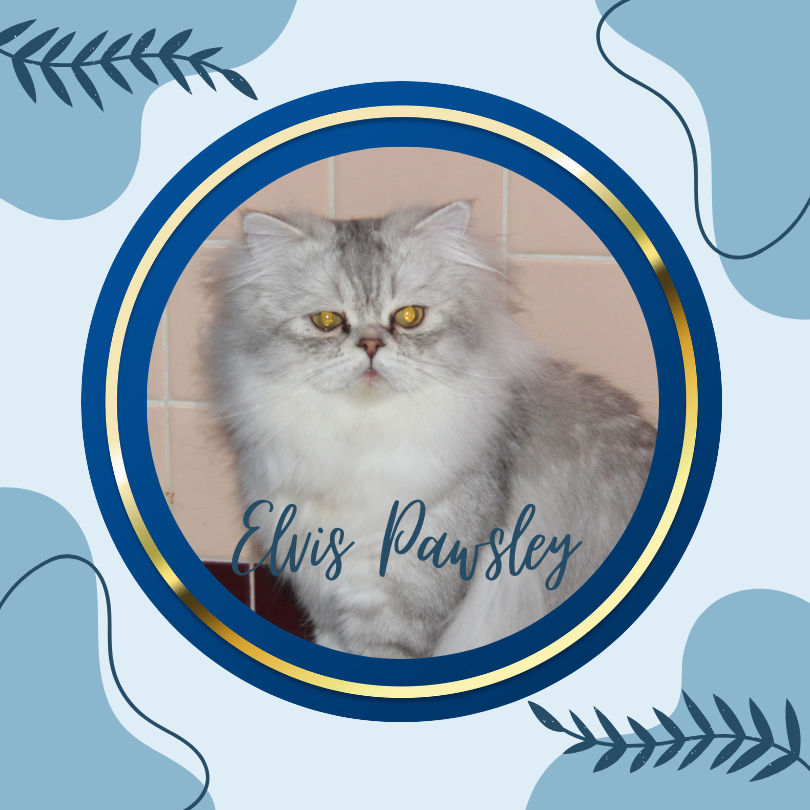 Shaded Silver Persian Cat