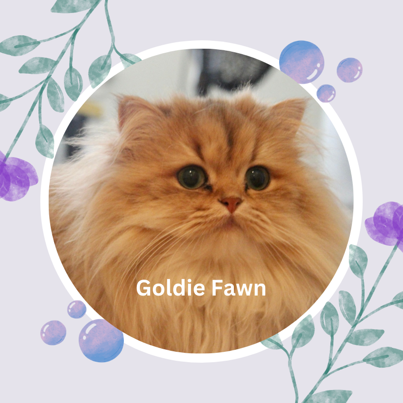 Chinchilla Golden Persian Cat