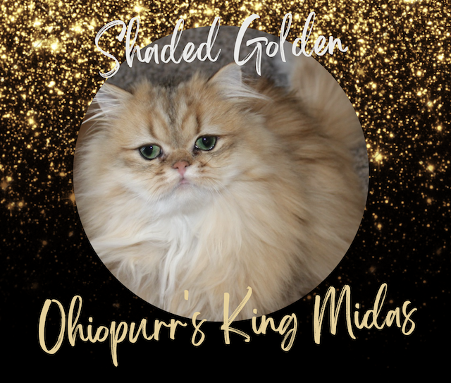 Shaded Golden Persian Kitten