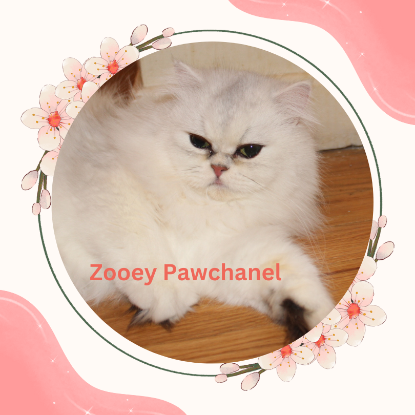 Chinchilla Silver Persian Cat